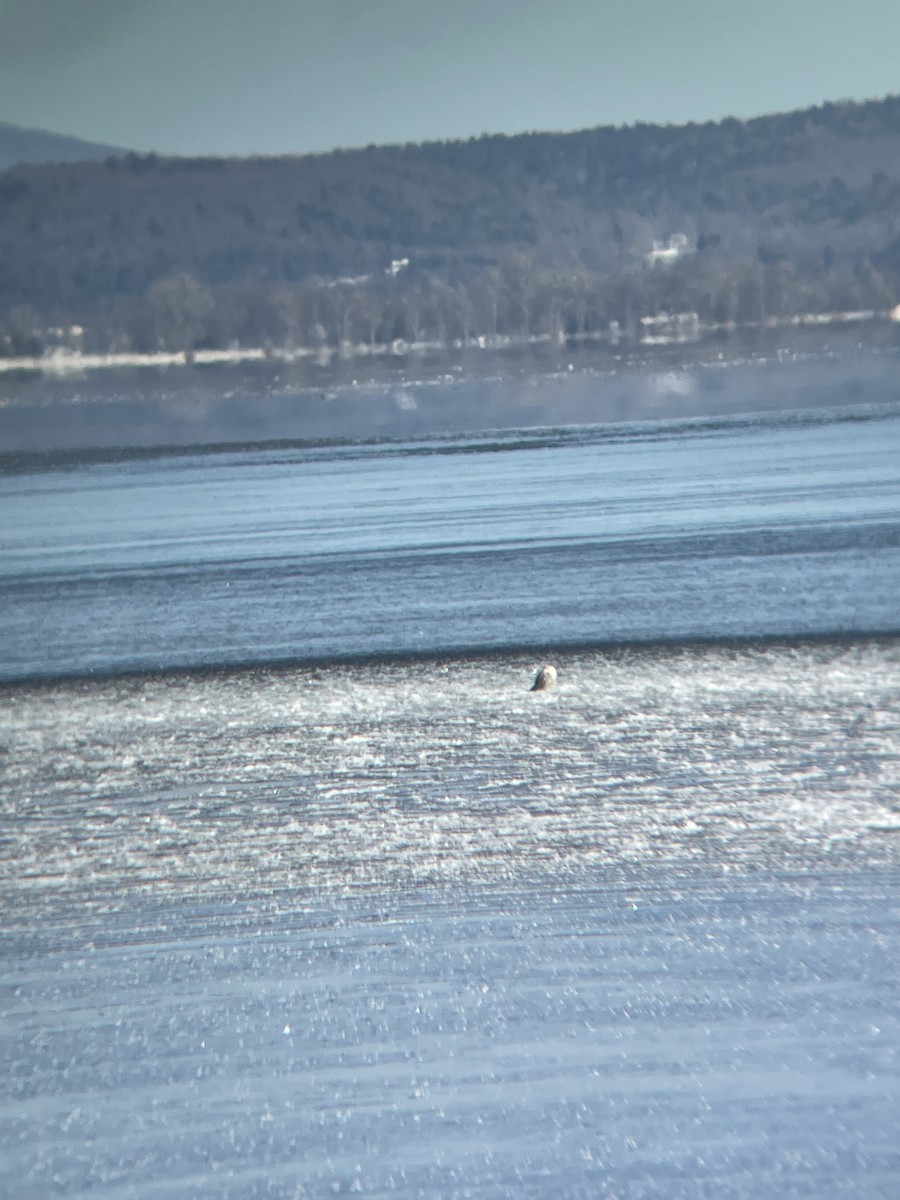 Snowy Owl - ML404618941