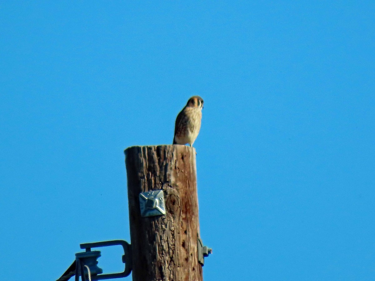 American Kestrel - ML404619301