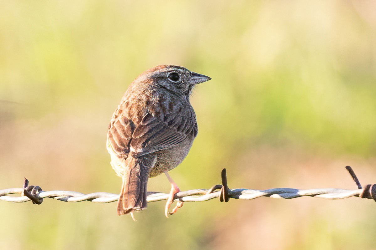 Rufous-crowned Sparrow - ML404619761