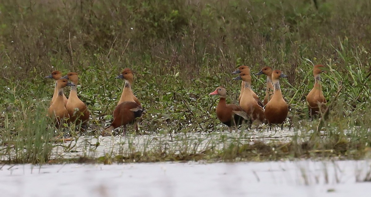 Fulvous Whistling-Duck - ML404620811