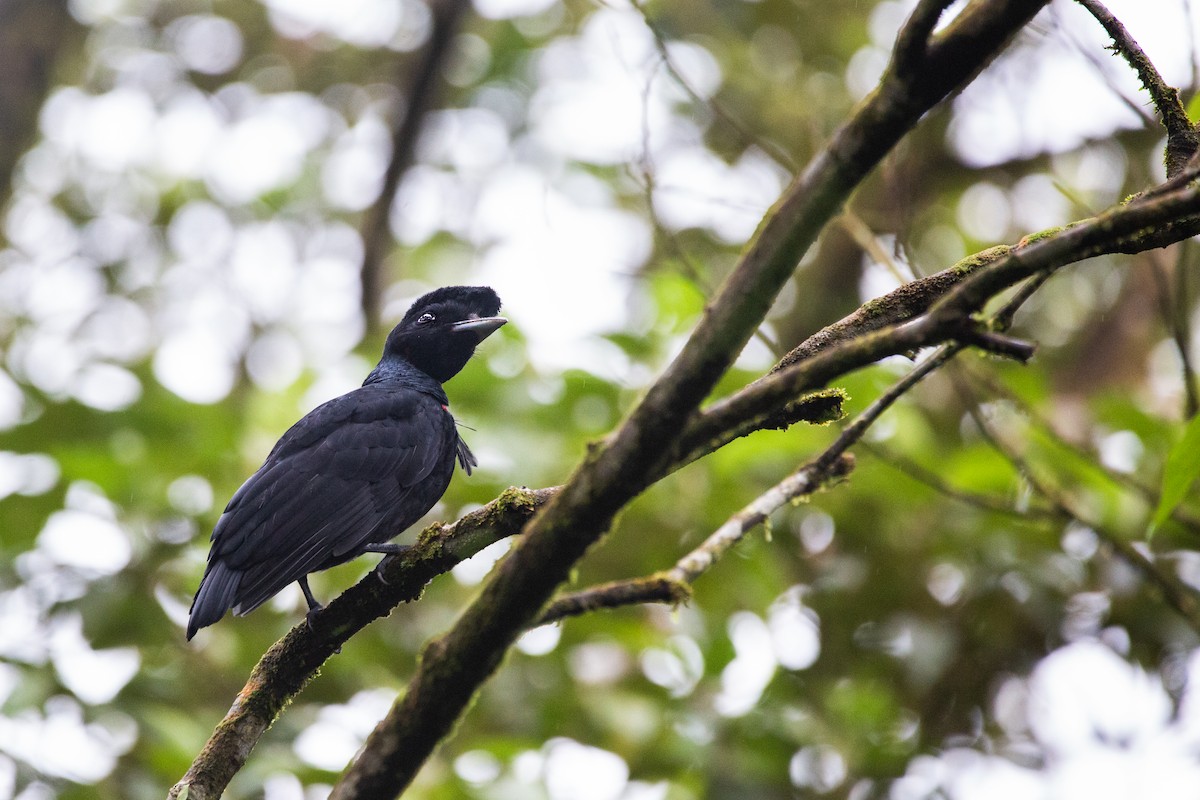 Bare-necked Umbrellabird - ML404620821