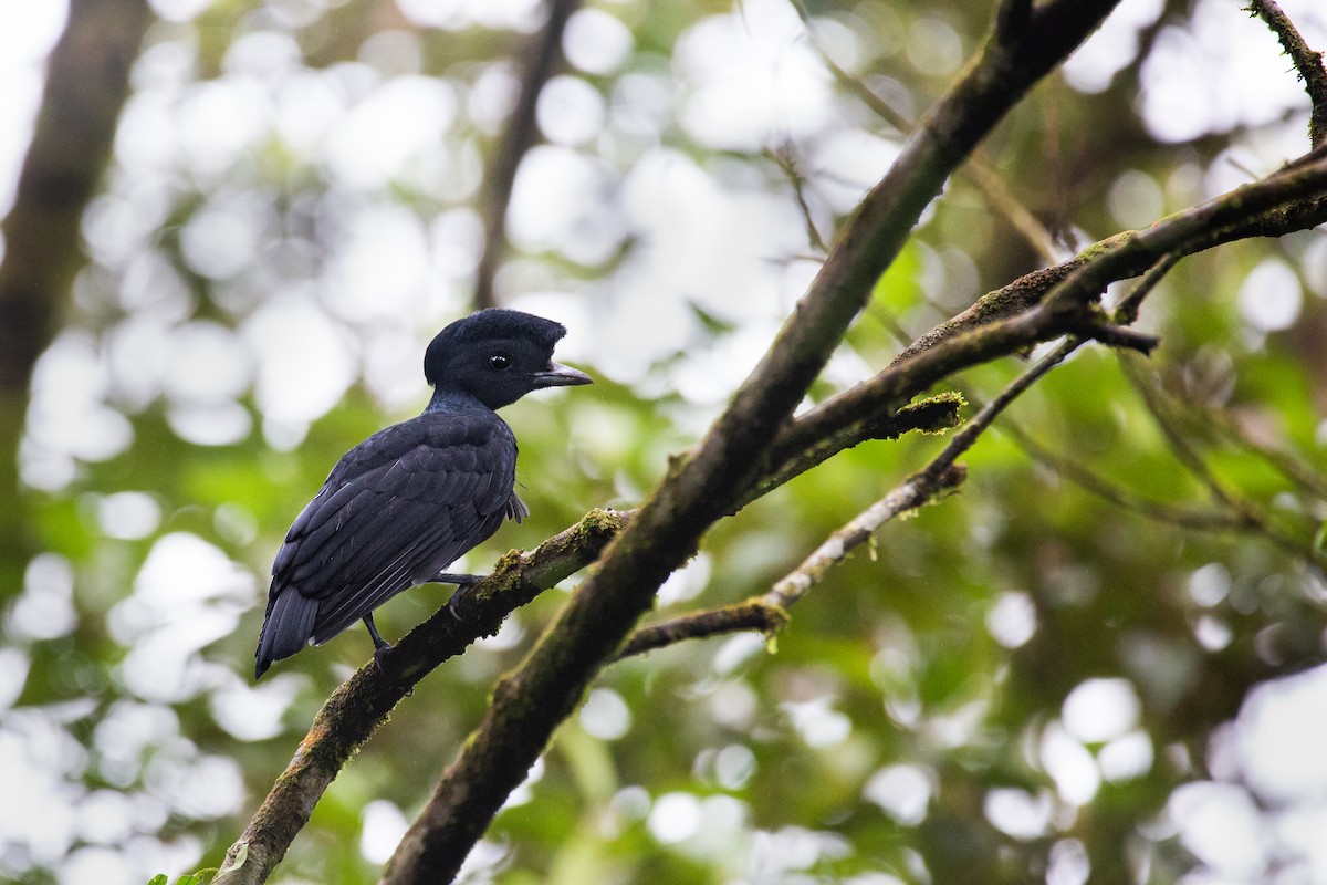 Bare-necked Umbrellabird - ML404620831