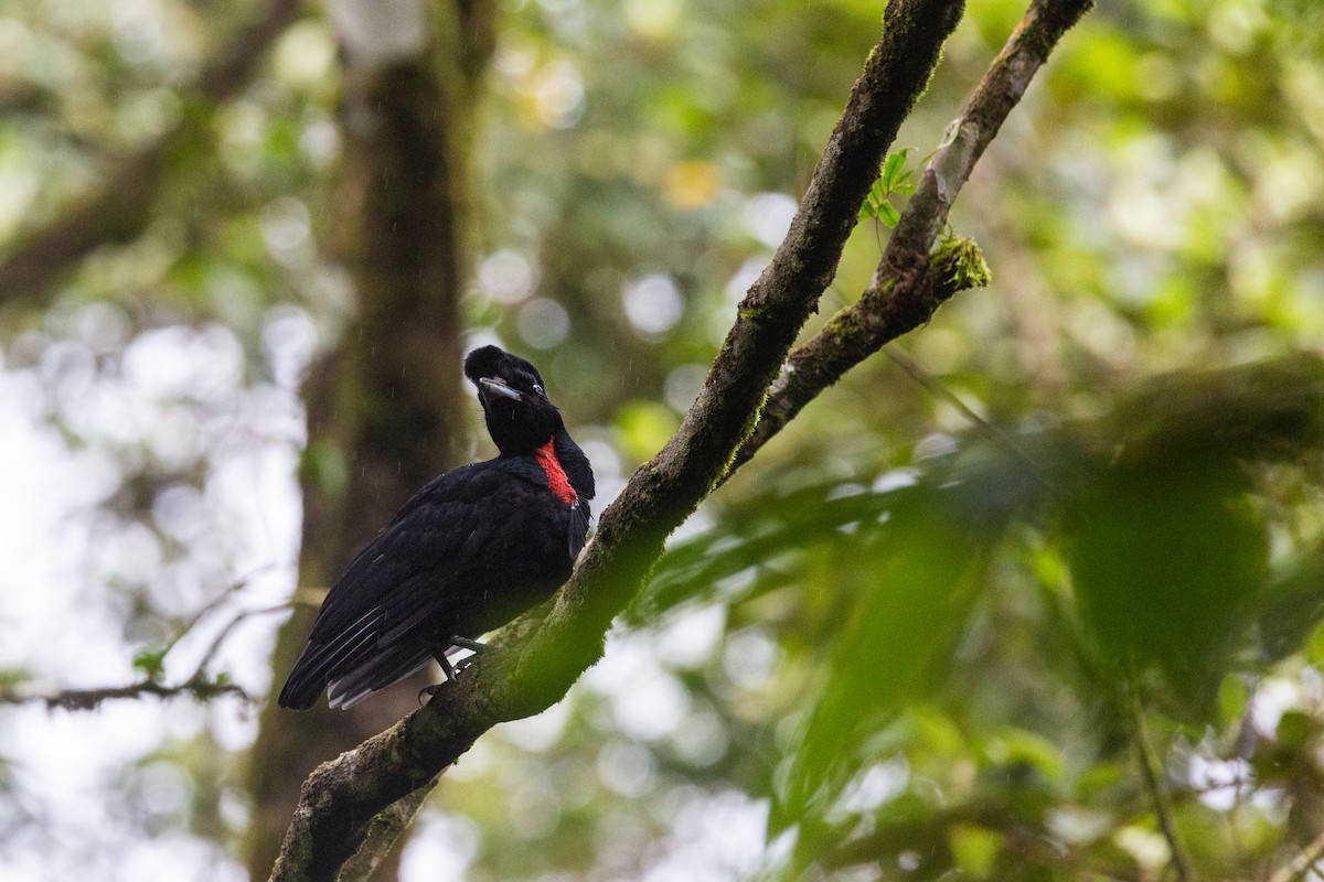 Bare-necked Umbrellabird - ML404620901