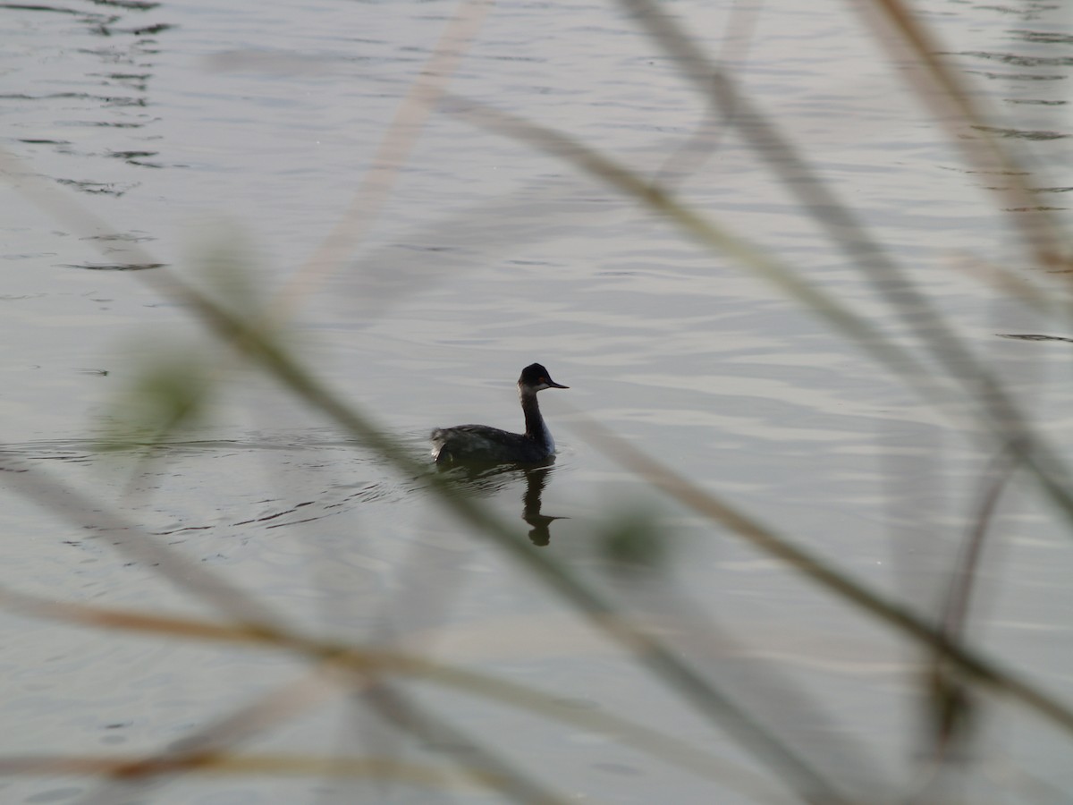 Eared Grebe - ML404622461