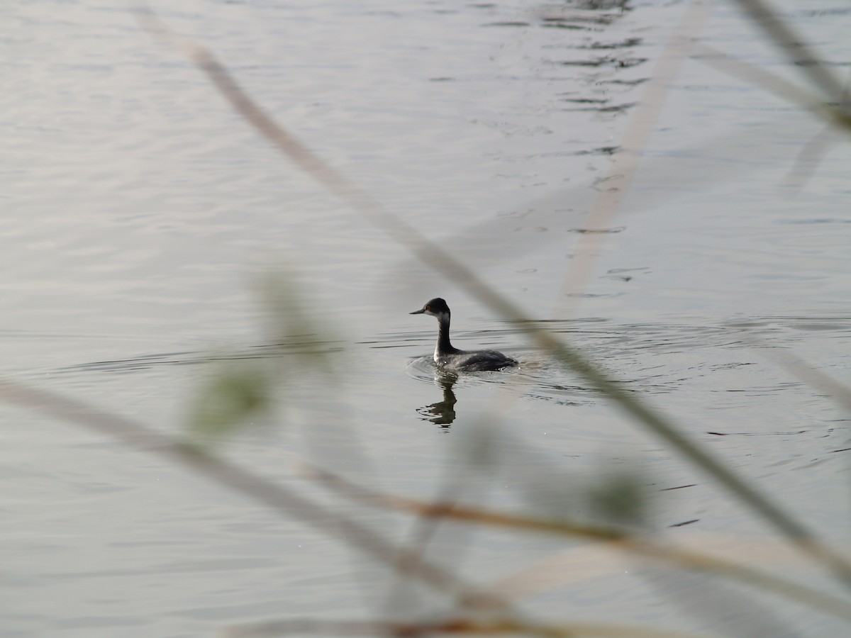 Eared Grebe - ML404622471