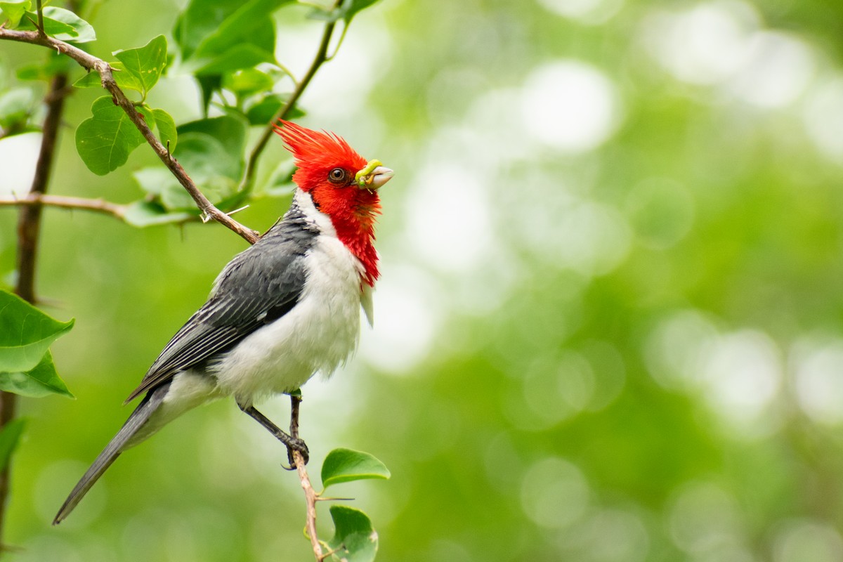 Red-crested Cardinal - ML404622801