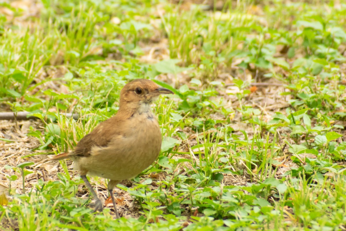 Rufous Hornero - ML404622891