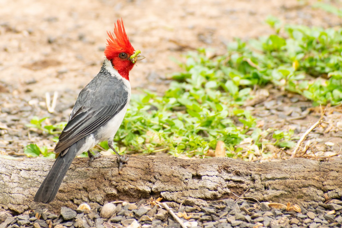 Red-crested Cardinal - ML404622971