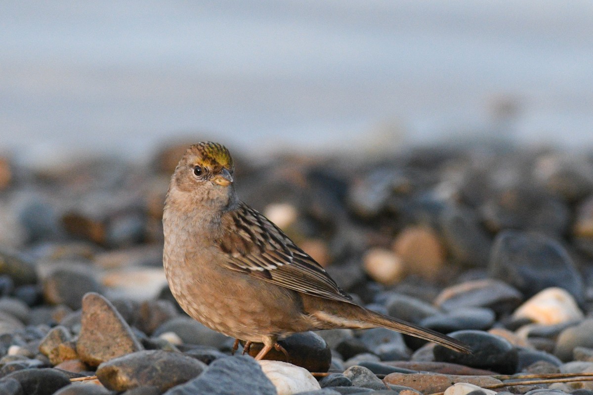 Golden-crowned Sparrow - ML404624671