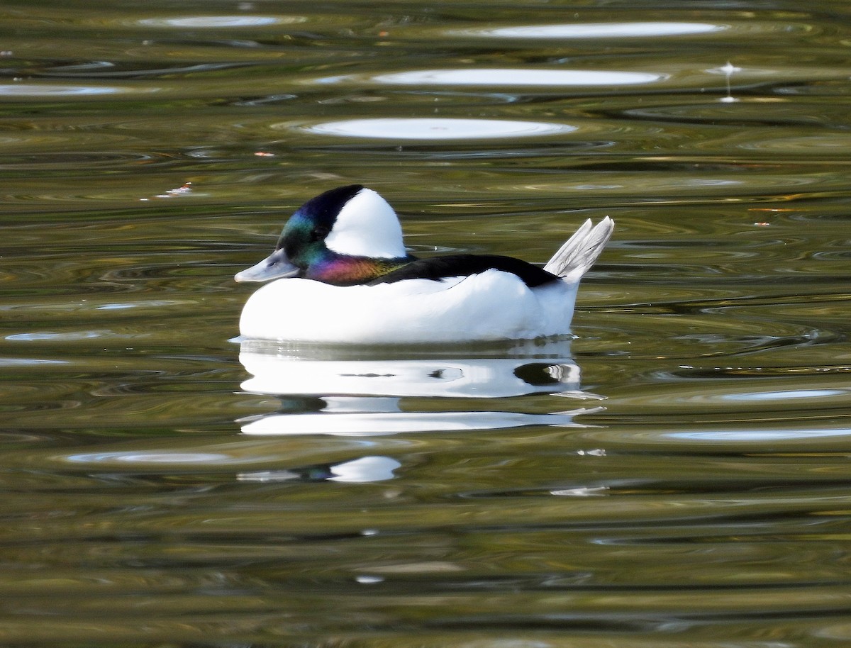 Bufflehead - ML404626441