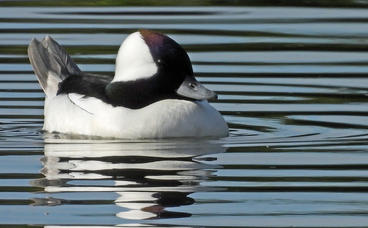 Bufflehead - ML404626451
