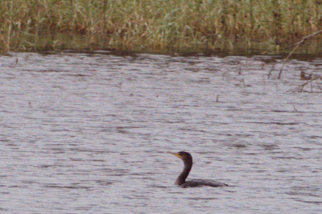 Neotropic Cormorant - ML404635211