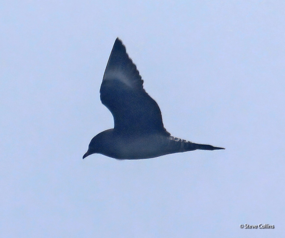 Long-tailed Jaeger - ML404635591