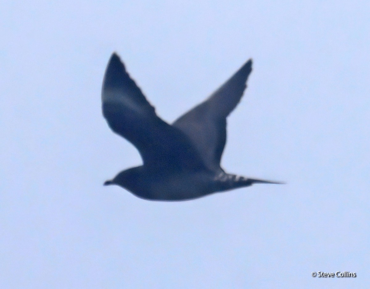 Long-tailed Jaeger - ML404635631