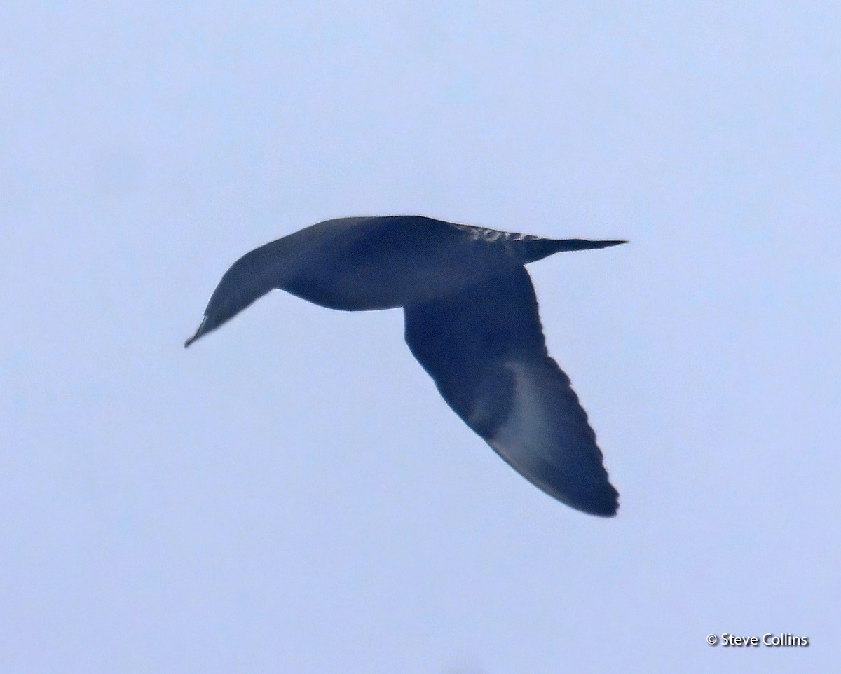 Long-tailed Jaeger - ML404635661