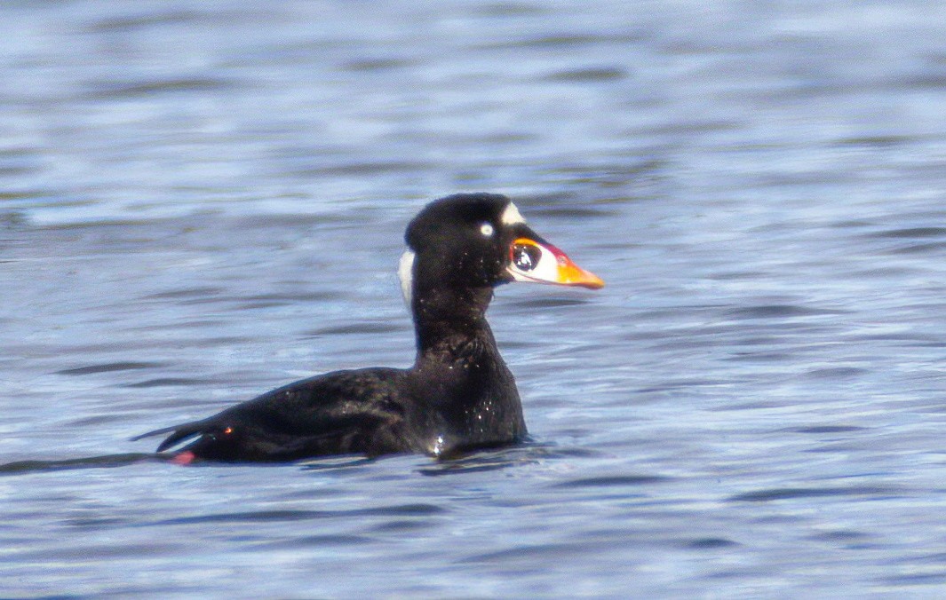 Surf Scoter - ML404635871