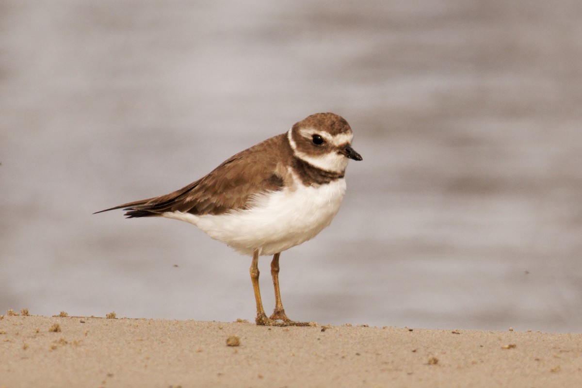 Semipalmated Plover - ML404637441