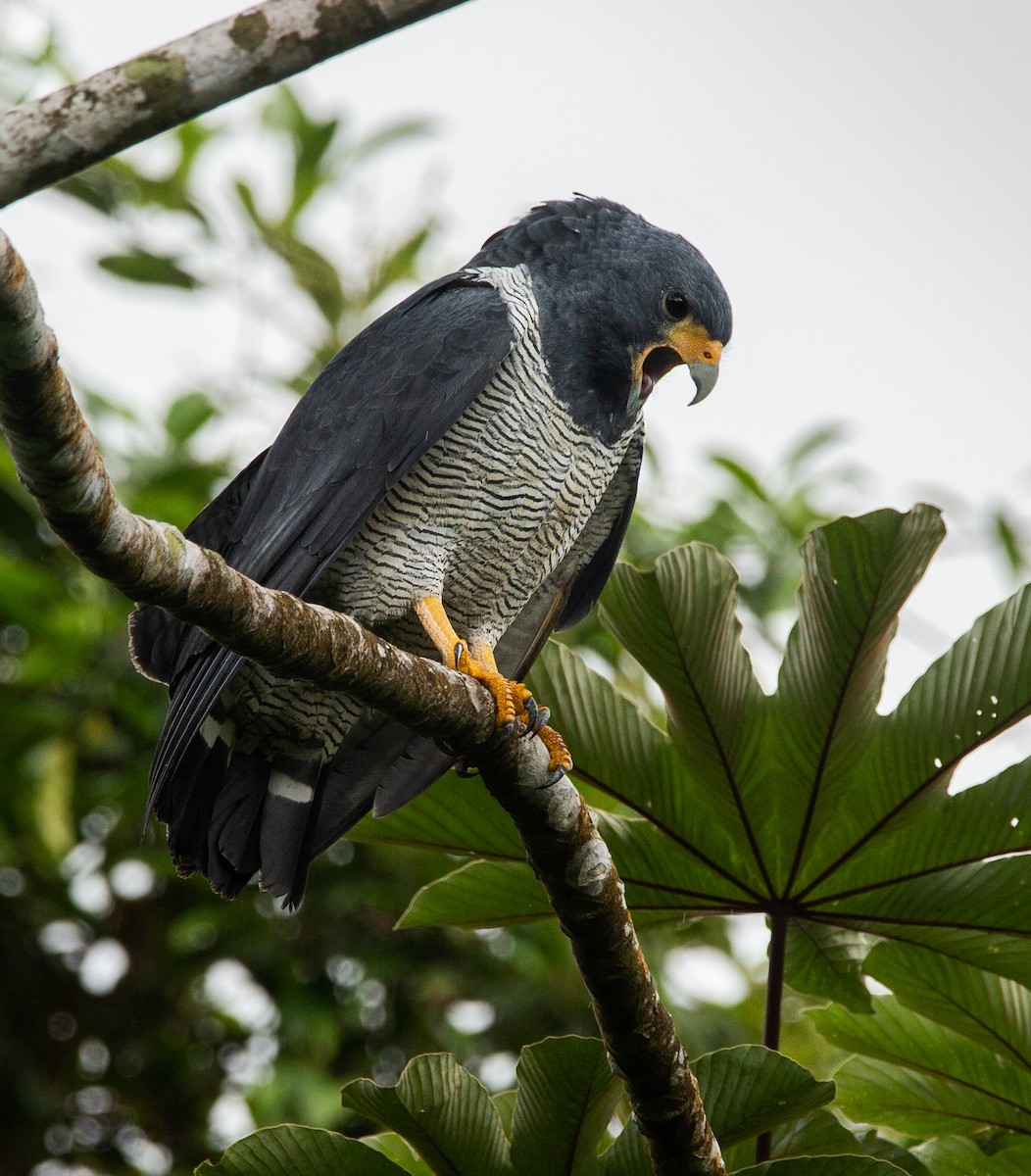 Barred Hawk - ML404638211