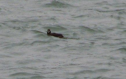 Harlequin Duck - ML404640351