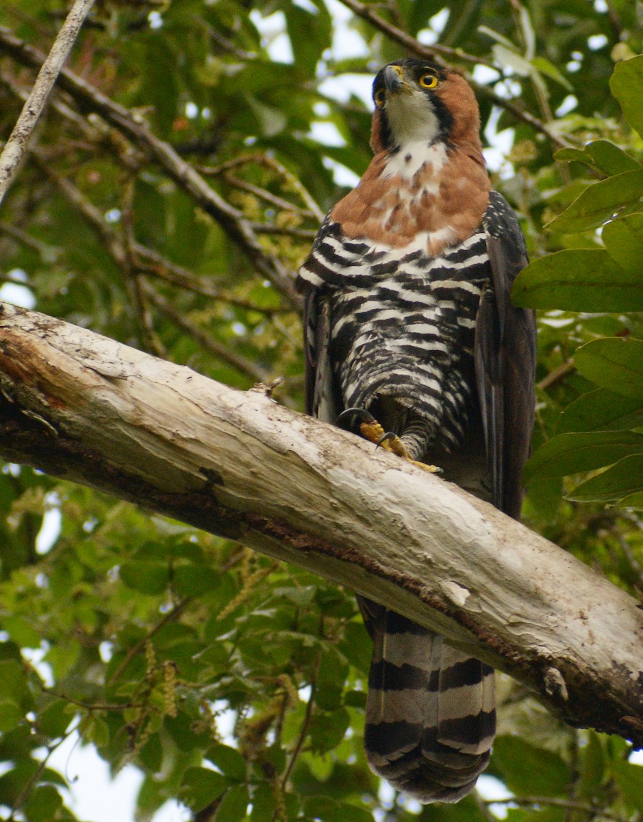 Águila Galana - ML404644691