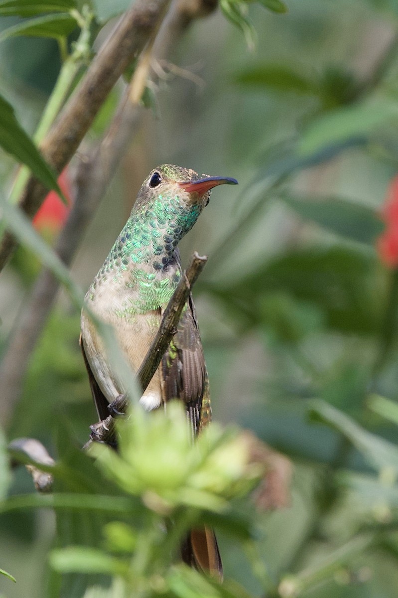 Buff-bellied Hummingbird - ML404645261