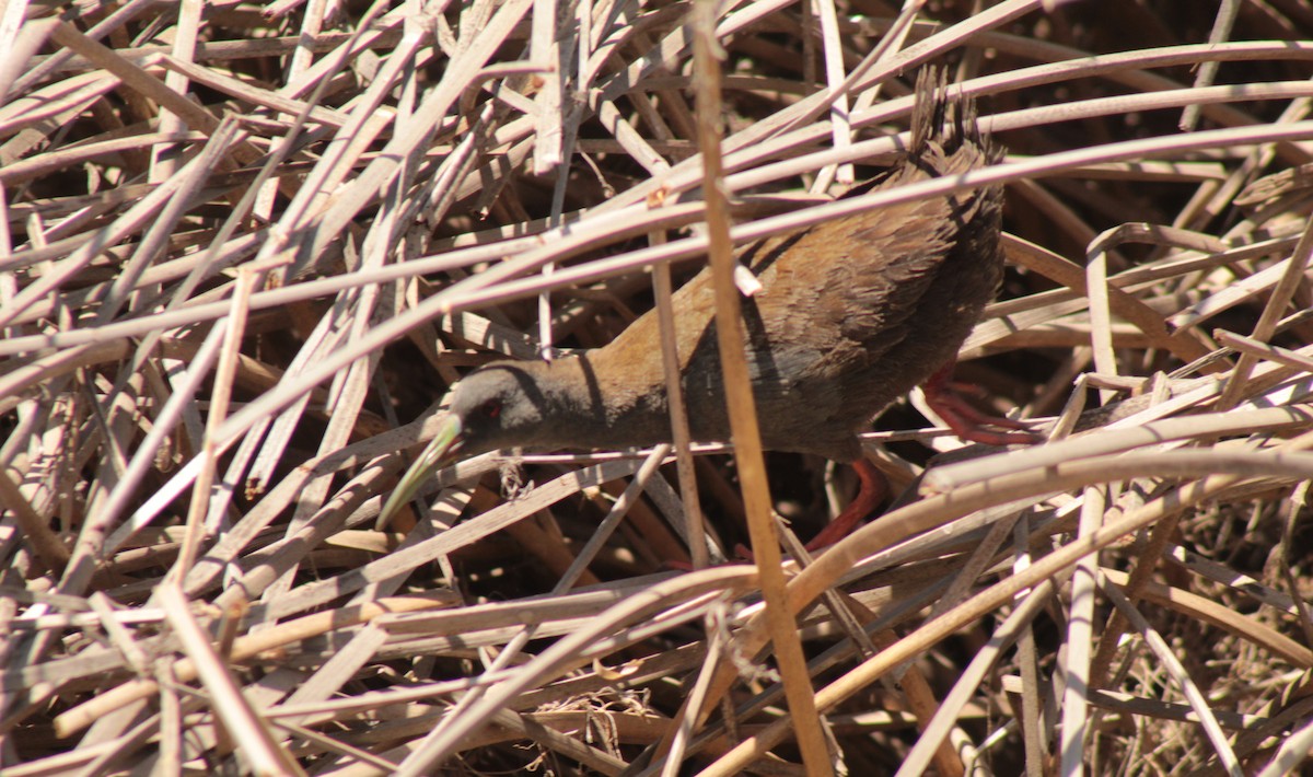 Plumbeous Rail - ML404646821