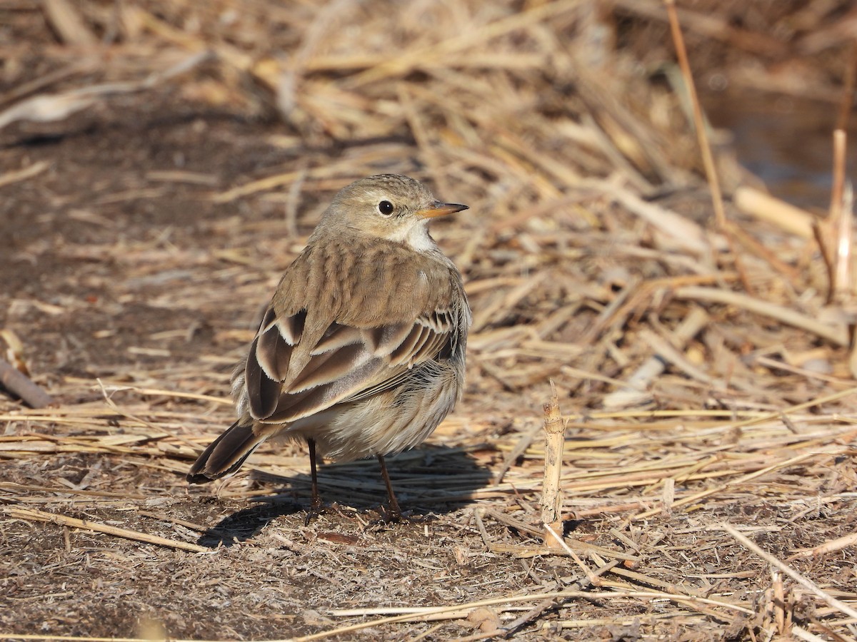 Water Pipit - ML404647101