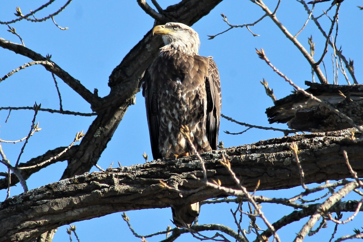 Bald Eagle - ML404647381