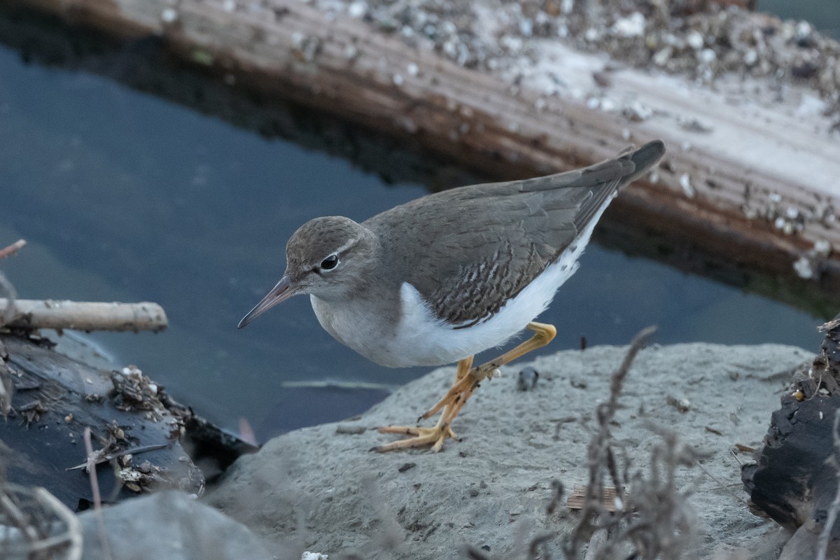 Spotted Sandpiper - ML404647861