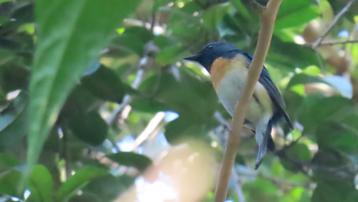 Blue-throated Flycatcher - ML404648491