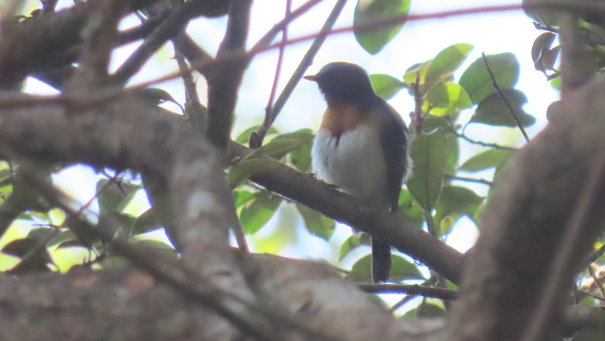 Blue-throated Flycatcher - ML404650461