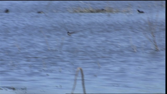 Black Tern (American) - ML404651