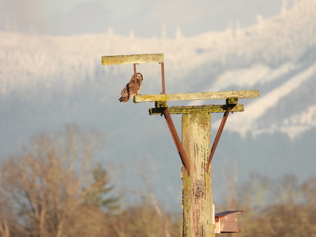 Short-eared Owl - ML404651511