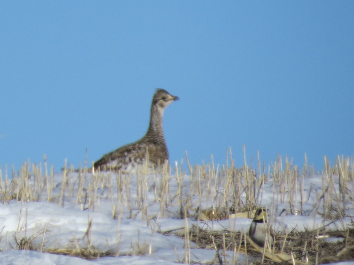 Sharp-tailed Grouse - ML404652161