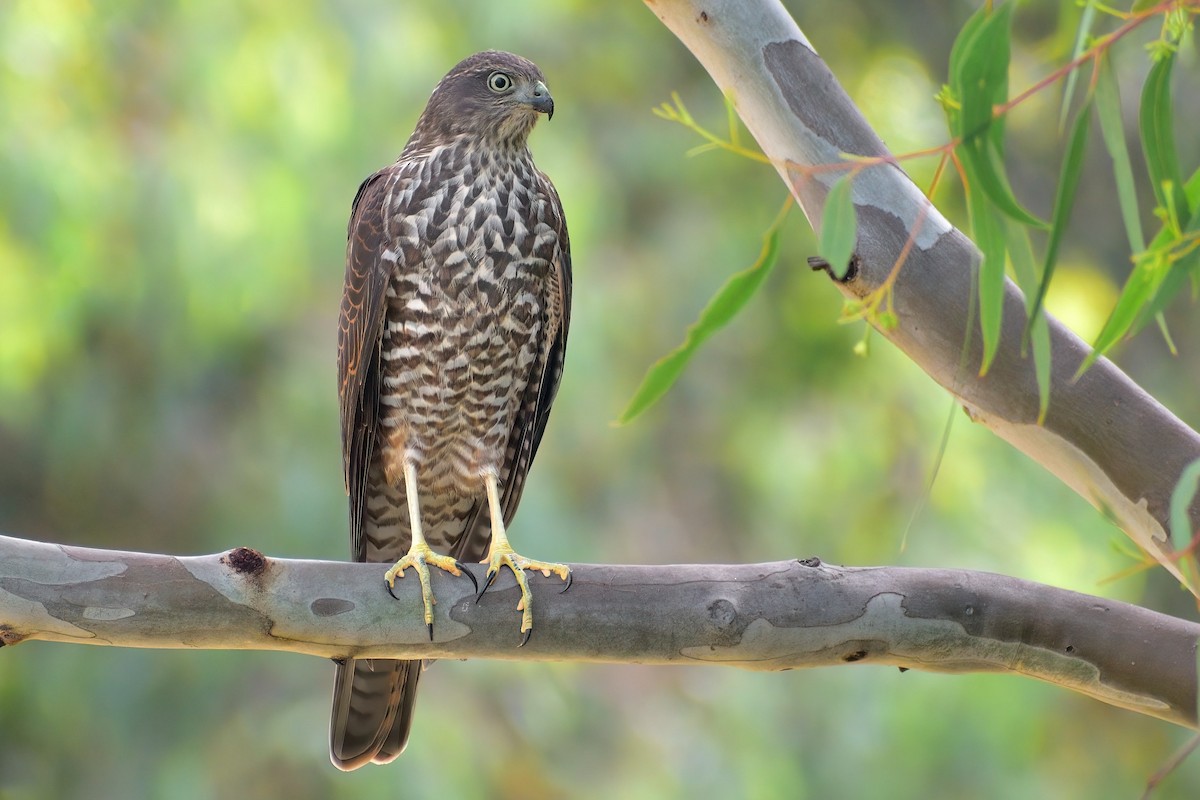 Collared Sparrowhawk - Ken Tay