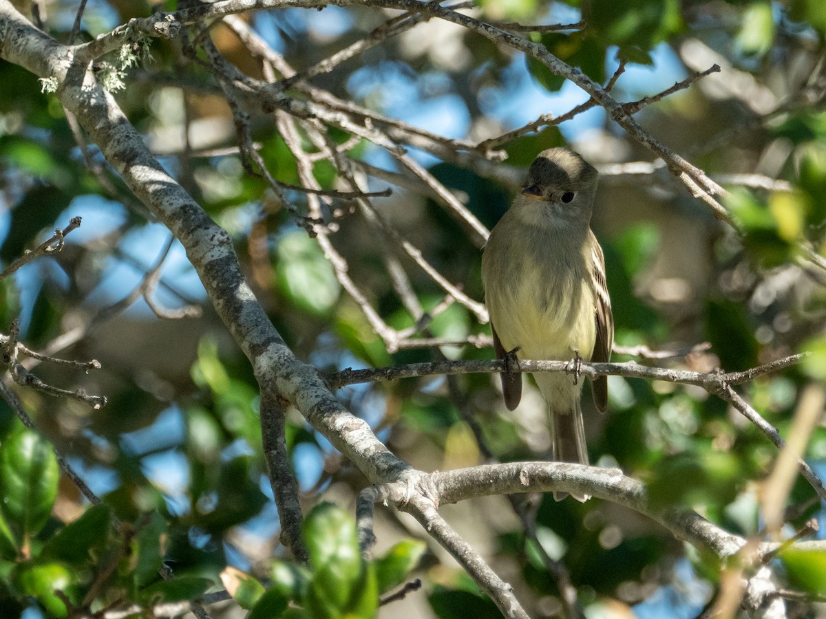 Hammond's Flycatcher - ML404653411