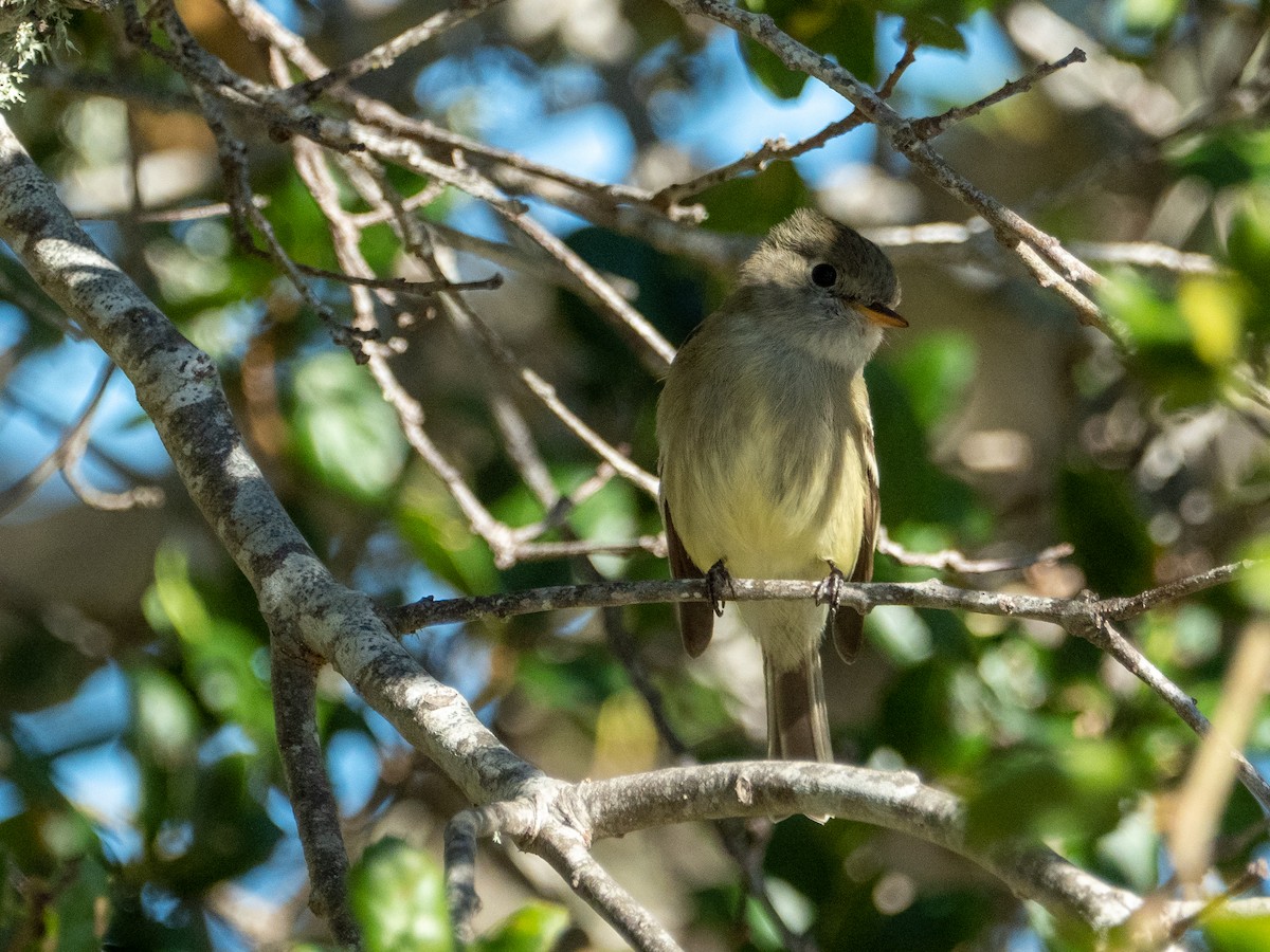 Hammond's Flycatcher - ML404653421