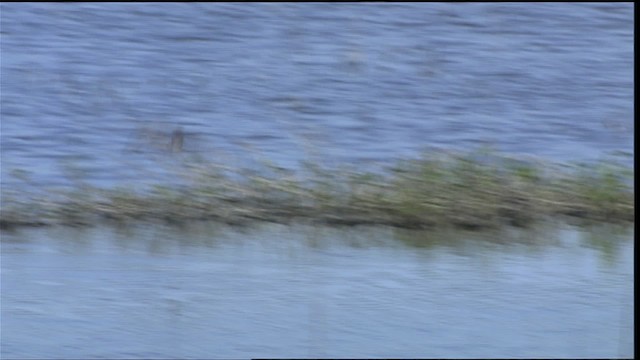 Black Tern (American) - ML404654