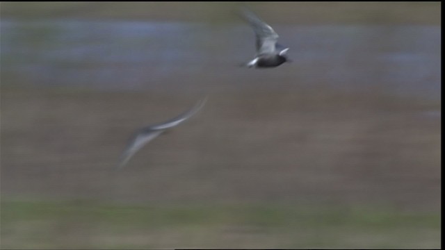 Black Tern (American) - ML404656