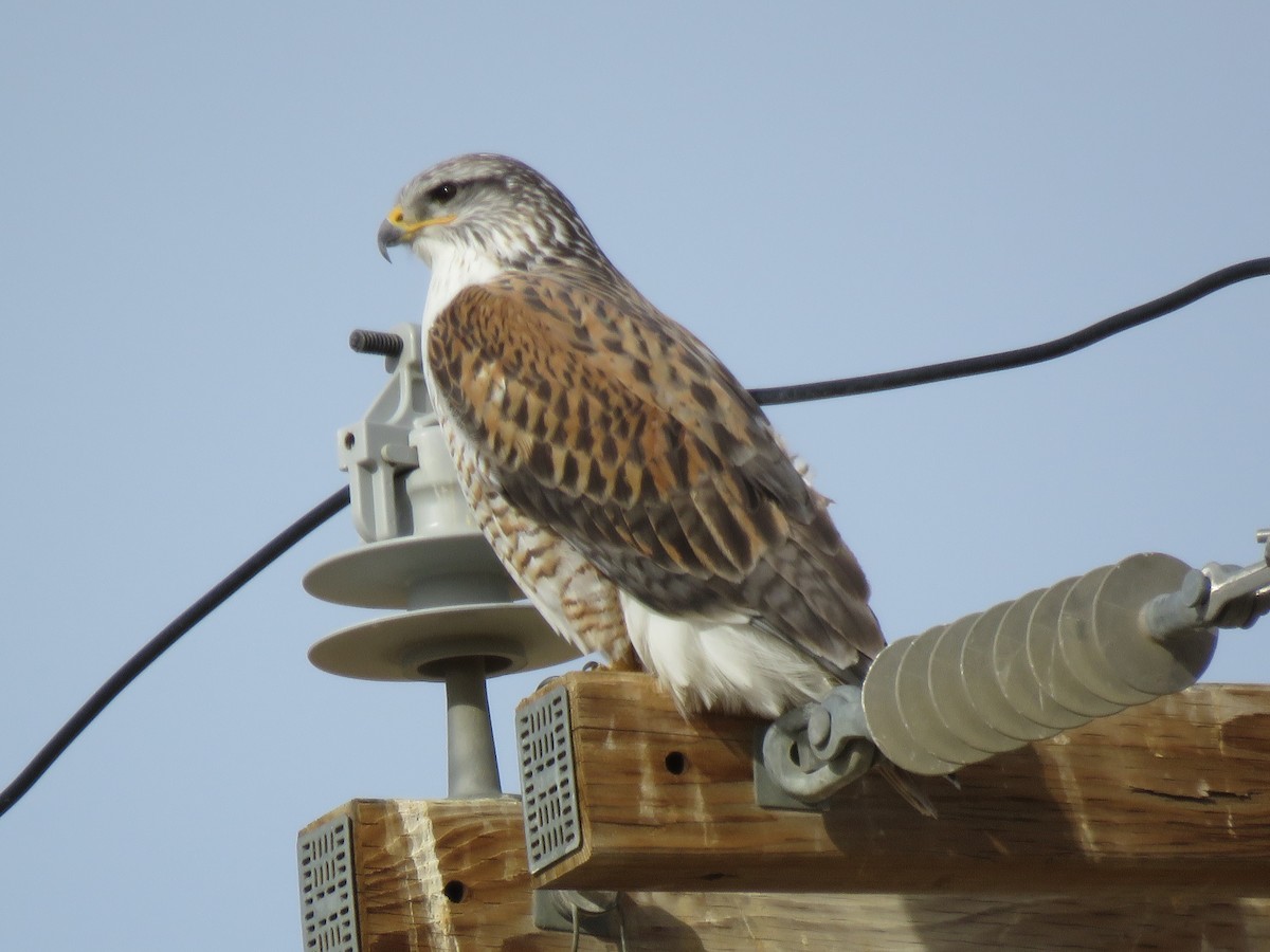 Ferruginous Hawk - Thomas Hinnebusch