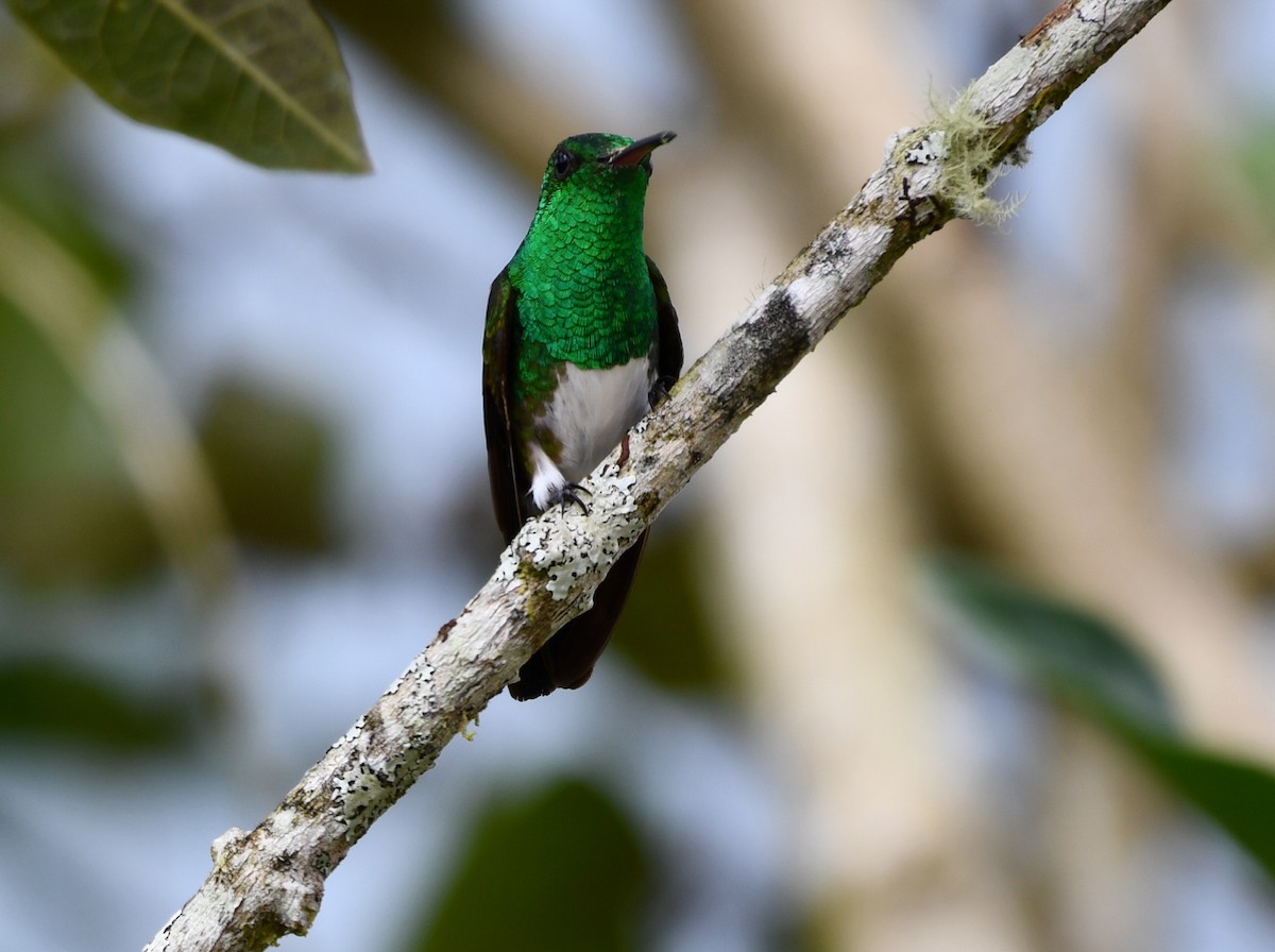 Snowy-bellied Hummingbird - Andres Paniagua