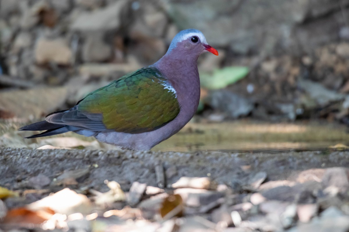 Asian Emerald Dove - Thasanakrit Thinunramet