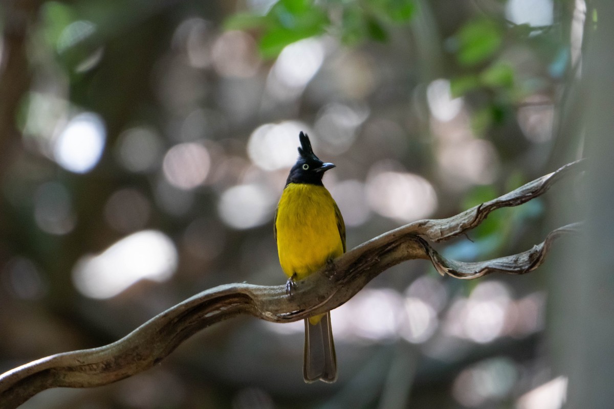 Black-crested Bulbul - Thasanakrit Thinunramet