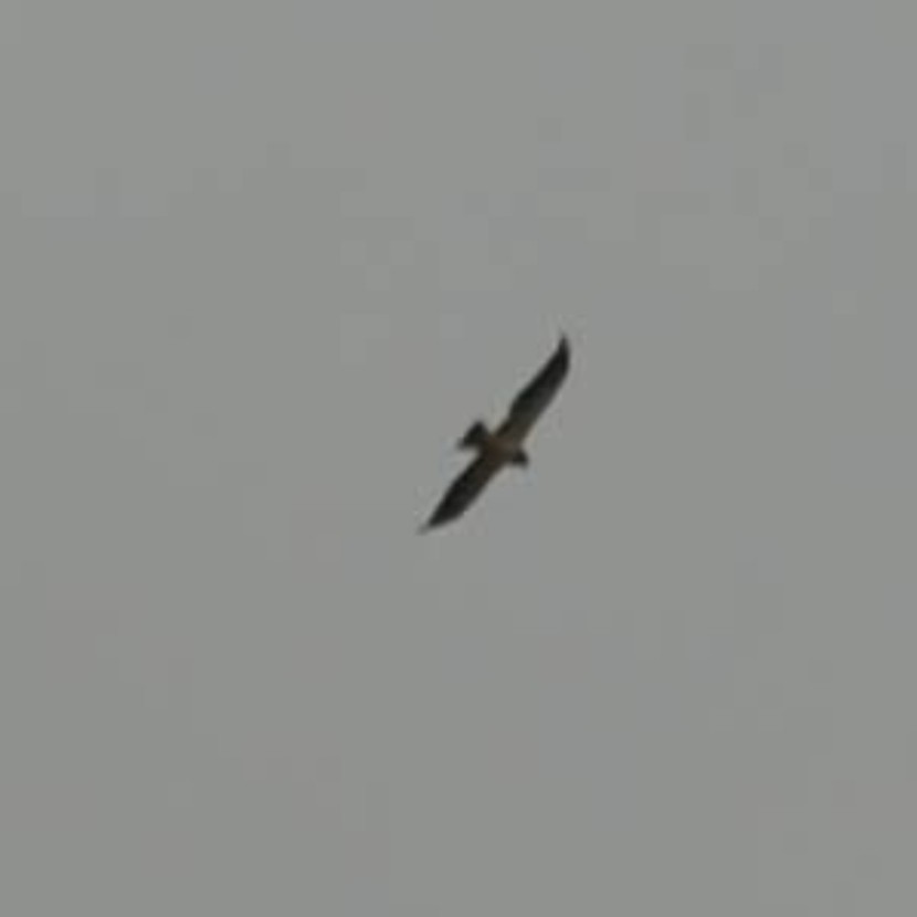 Swainson's Hawk - ML404658981