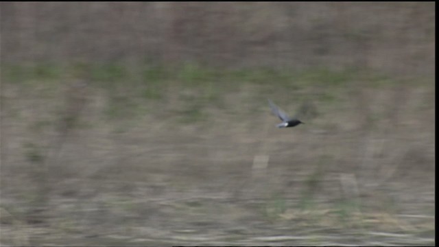 Black Tern (American) - ML404659