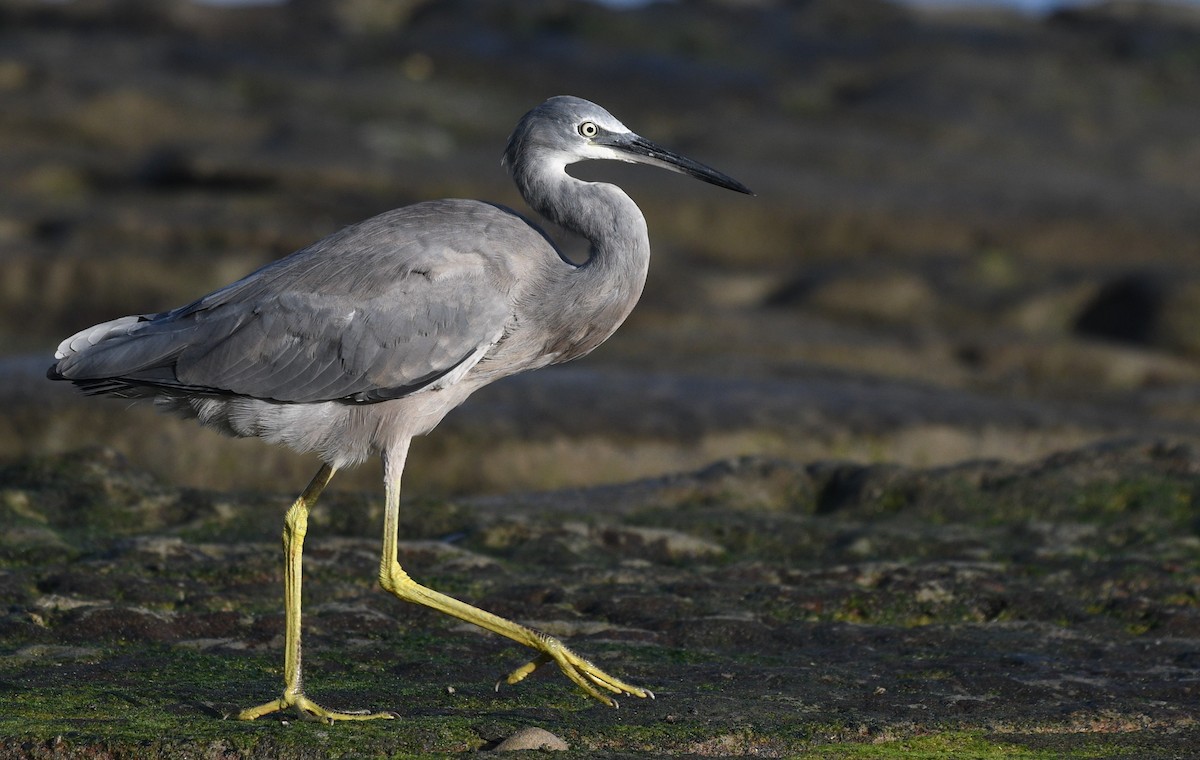 White-faced Heron - ML404659531