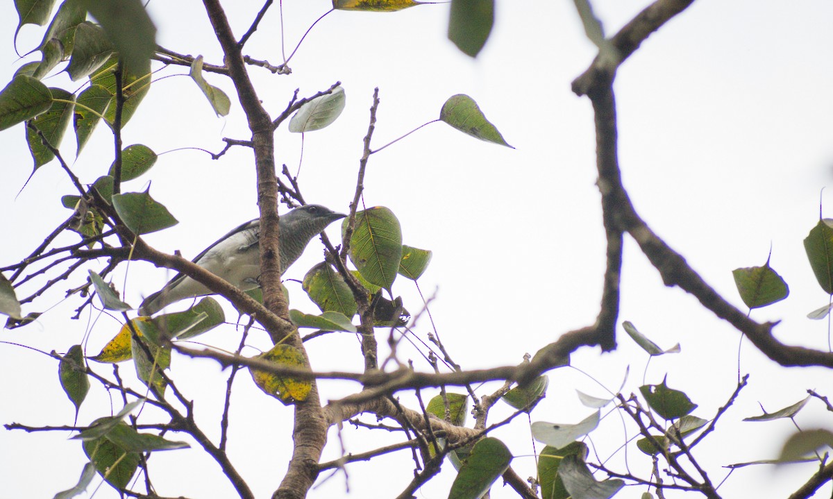 Large Cuckooshrike - ML404659891