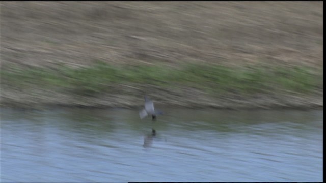 Black Tern (American) - ML404660