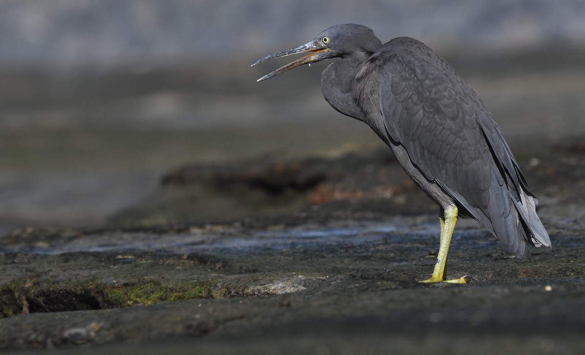 Pacific Reef-Heron - ML404660241