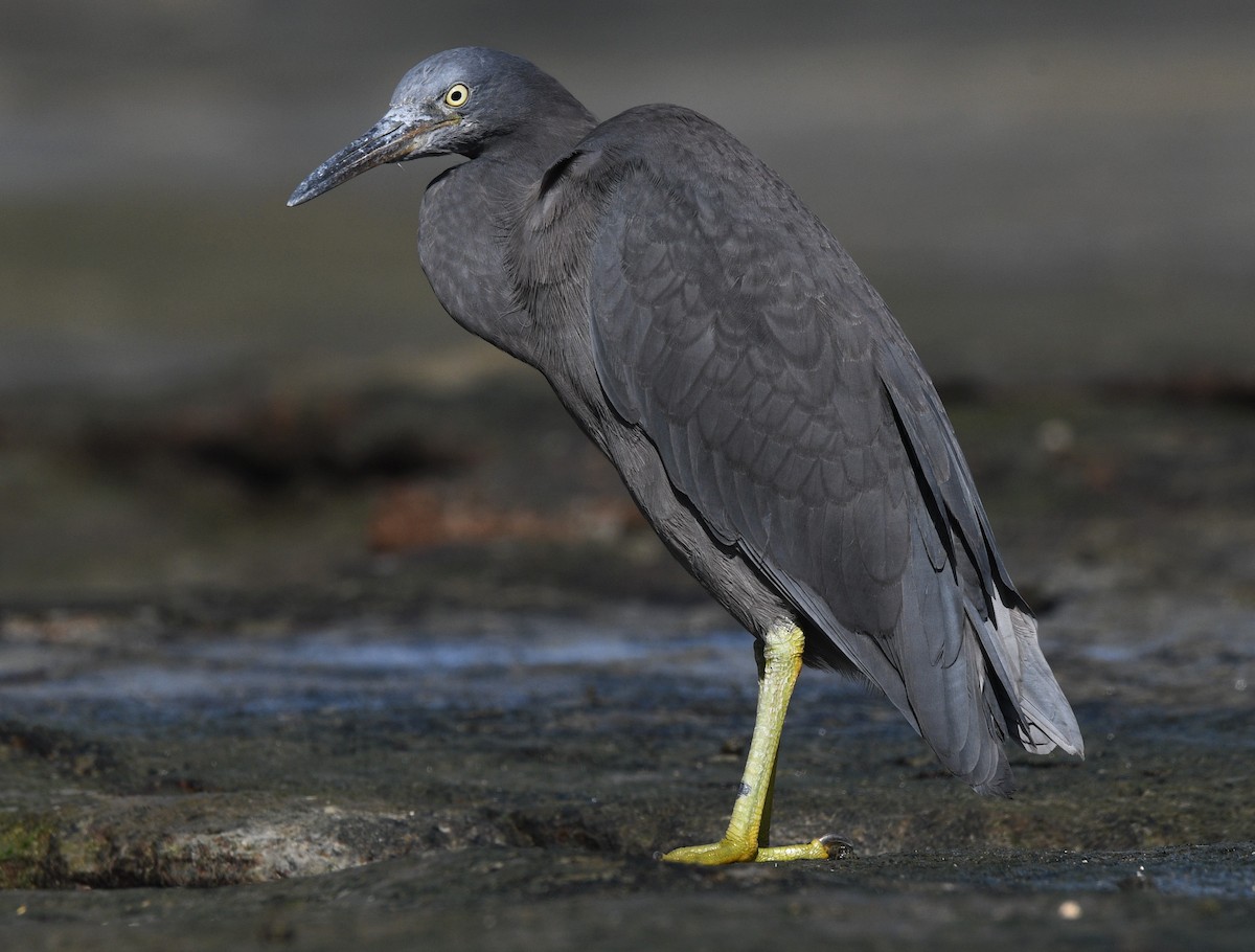 Pacific Reef-Heron - Michael Daley